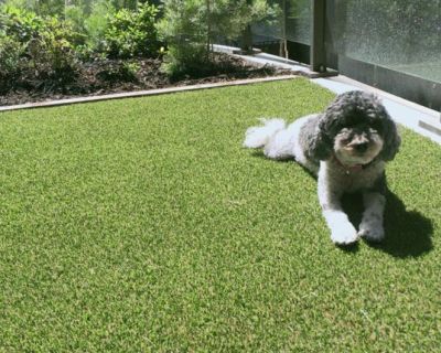 2024-WA-4-Paws-30